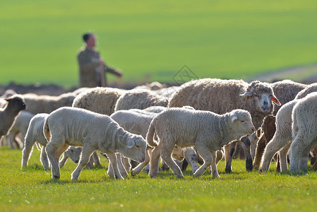 绵羊羔羊图片