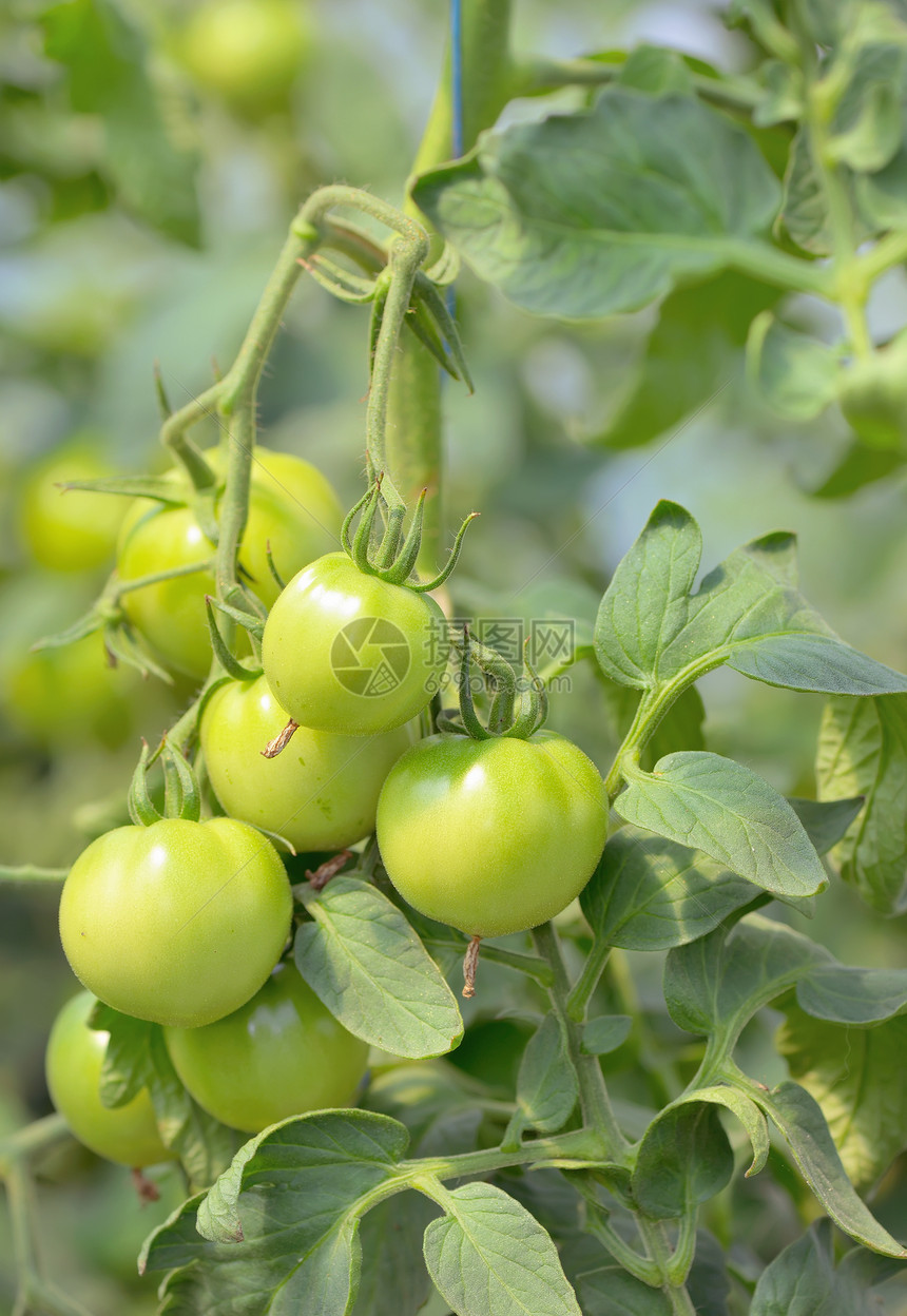 温室里生长的未成熟的西红柿图片