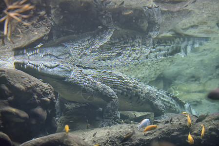 游泳爬行动物鳄鱼清澈的水中游泳背景
