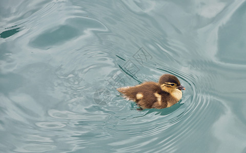 嫩黄色的小鸭子小鸭子河里游泳背景