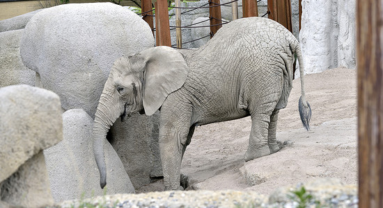 动物园小象的细节图片