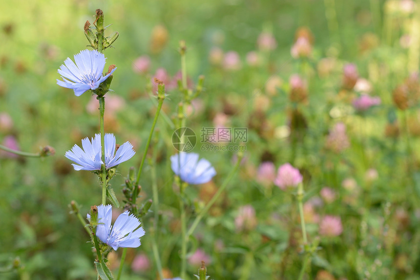 夏天田野里的蓝色菊苣草本植物图片