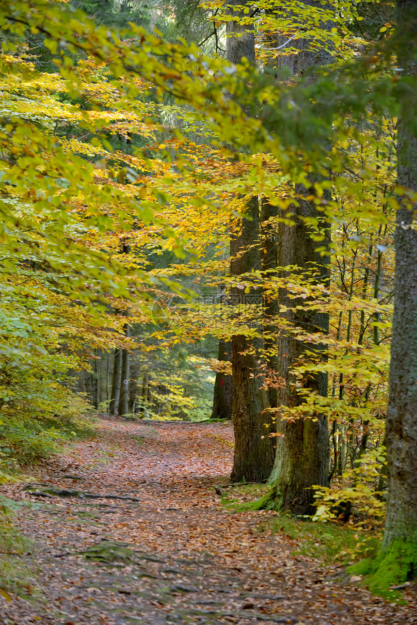 秋天森林里的小径图片