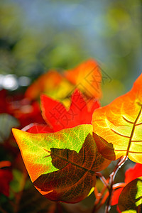 秋天的枫叶森林里图片