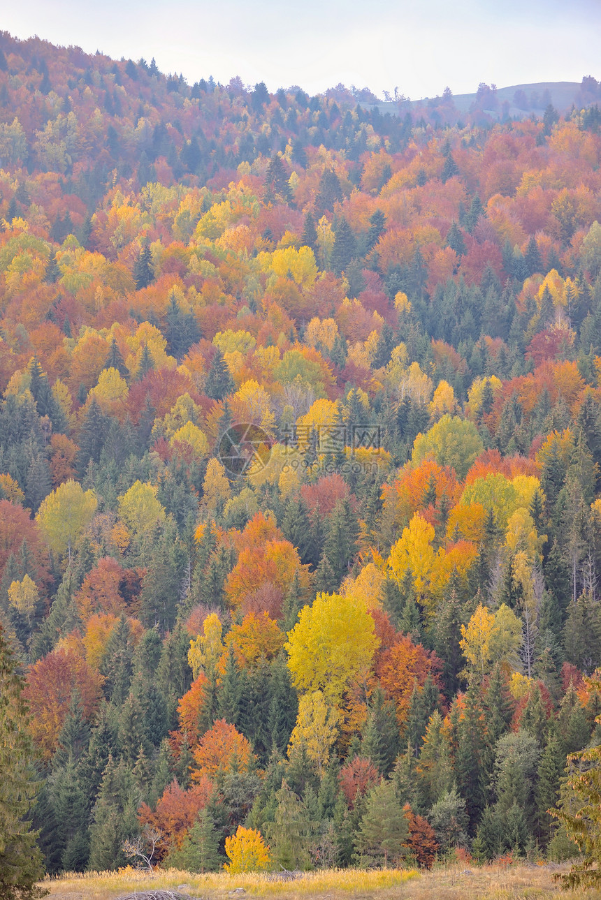 罗马尼亚河上的秋天树叶图片
