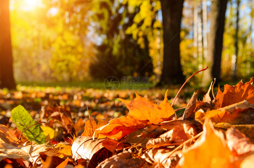秋天森林里的落叶阳光明媚的秋天森林中的落叶图片
