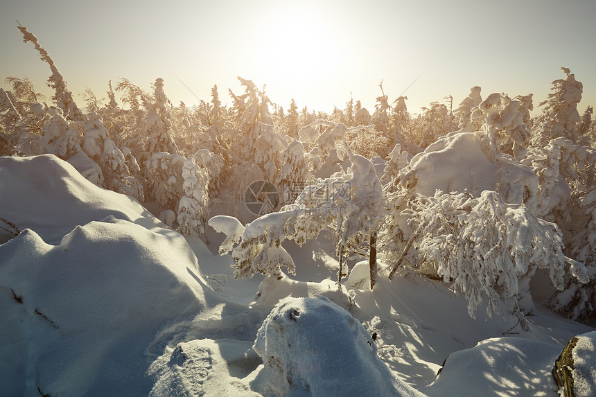 仙女般的冬季景观,雪覆盖着树木奇妙的冬季景观戏剧的阴天美丽的世界多雪的森林图片