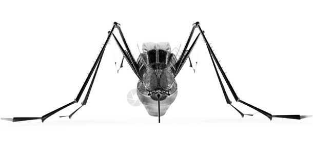 大蚊科黑色孤立蚊子三维渲染背景