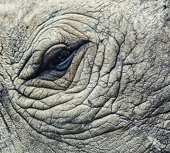眼睛的细节,伟大的单角犀牛犀牛眼图片