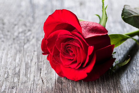 木头上的红玫瑰红玫瑰躺张木桌上图片