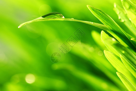 水滴草叶自然背景上草的自然背景图片