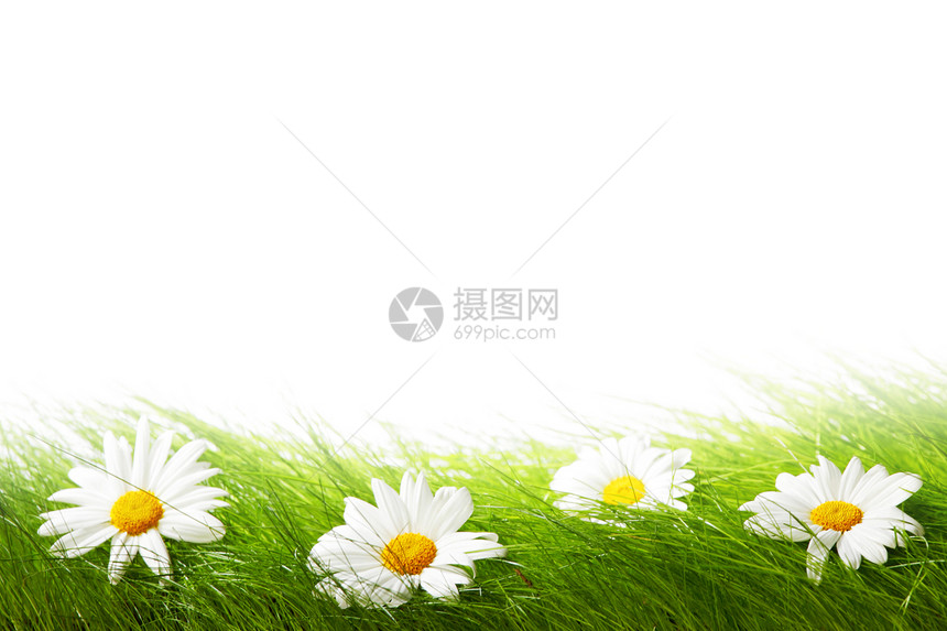 新鲜绿草中的春季洋甘菊白色背景上分离图片