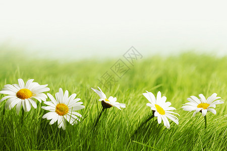 春草中的排洋甘菊了背景图片
