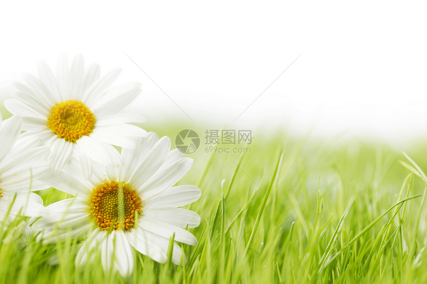 白色雏菊花绿色的草地上隔离白色的背景上图片