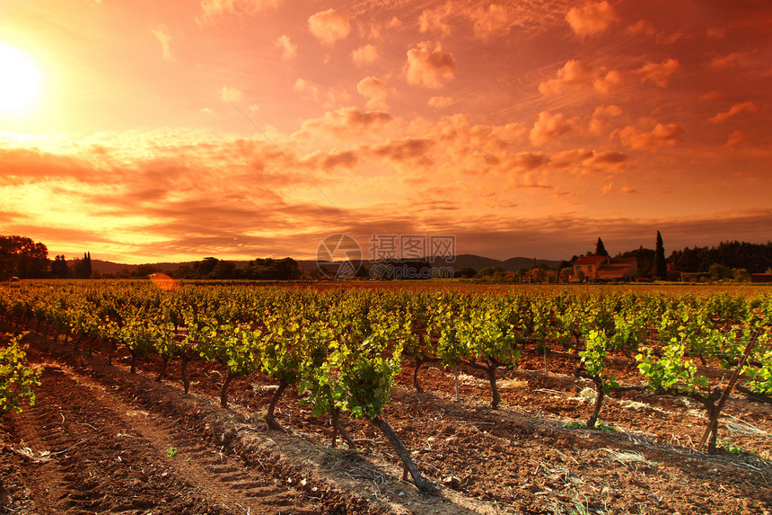 法国令人惊叹的葡萄园日落令人惊叹的葡萄园日落图片