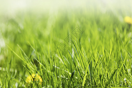 新鲜绿色的春天草鲜绿的春草蒲公英花的自然背景背景图片