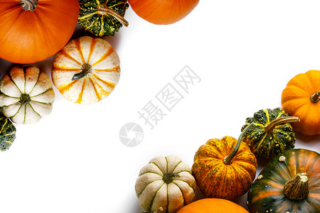 很多橙色的南瓜许多彩色南瓜框架隔离白色背景,秋收,万节感恩节的图片