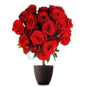 心形玫瑰心形的红色玫瑰白色背景上隔离的树上背景图片