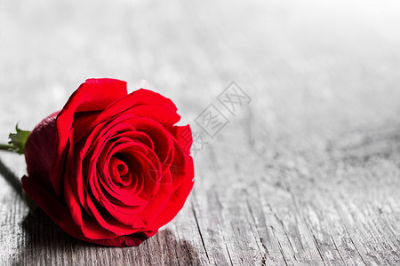 木头上的红玫瑰红玫瑰躺张木桌上图片