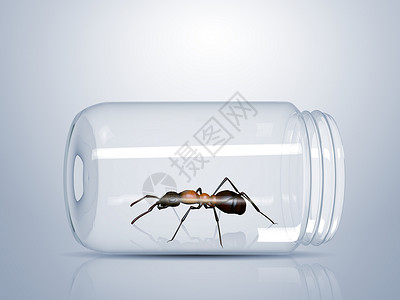 棕色蚂蚁被困璃罐子里高清图片