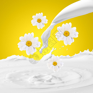新鲜牛奶加甘菊背景上倒入白色新鲜的牛奶洋甘菊图片