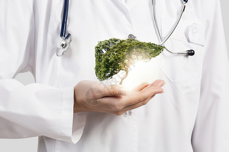 健康的肝脏特写女医生手里着绿树图片
