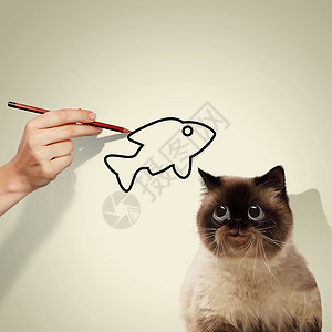 暹罗猫暹罗猫捉鱼的形象背景图片