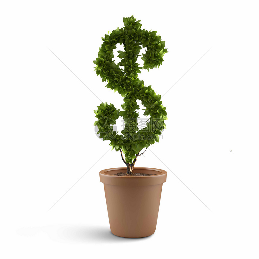 美元植物盆栽的美元树财富图片