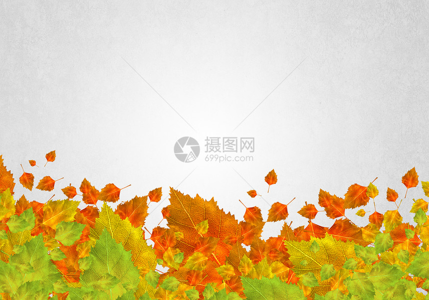 秋天的背景白色背景上五颜六色的叶子的图像文字的位置图片