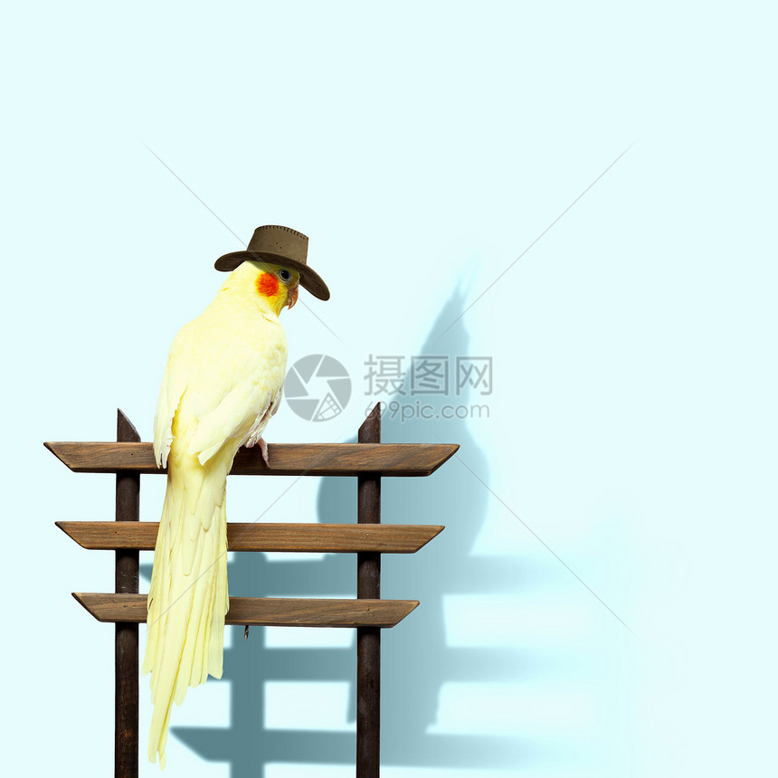 戴帽子的滑稽鹦鹉戴帽子的滑稽黄色鹦鹉的形象图片