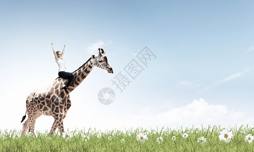 轻漂亮无畏的女人骑长颈鹿动物女人骑长颈鹿图片