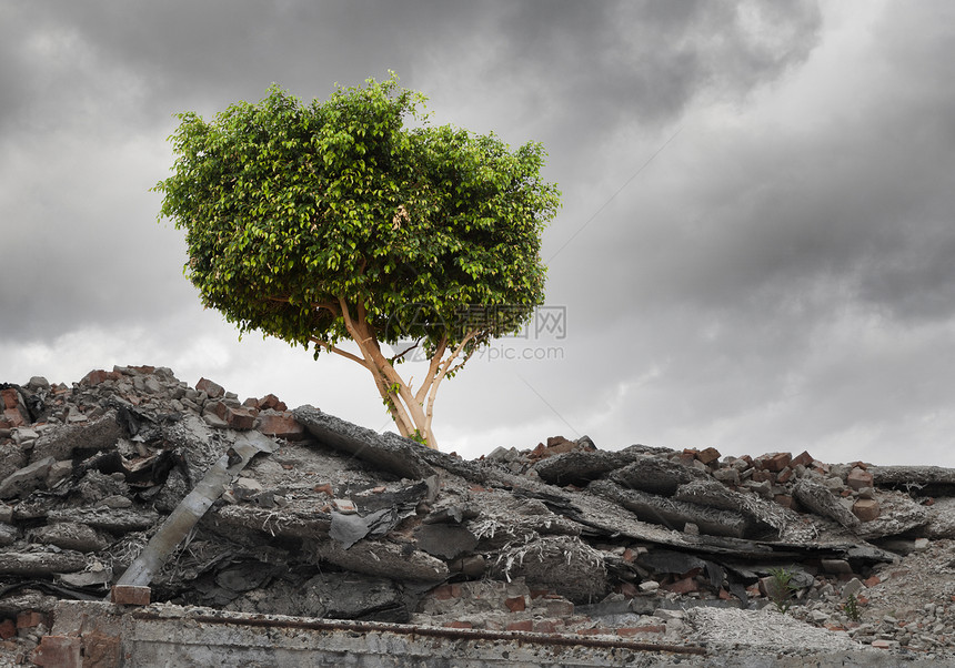 绿色的树站废墟上的绿树的形象图片