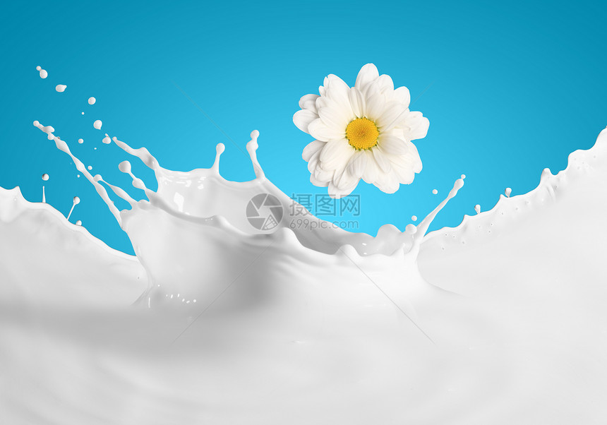 牛奶飞溅的图像牛奶飞溅的图像与甘菊的颜色背景图片