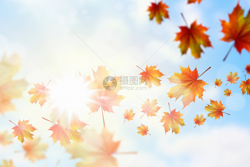 秋天的背景彩色树叶空中飞行的图像图片