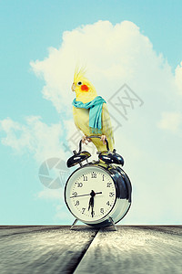 鹦鹉坐闹钟上坐闹钟上的黄色鹦鹉的图像高清图片
