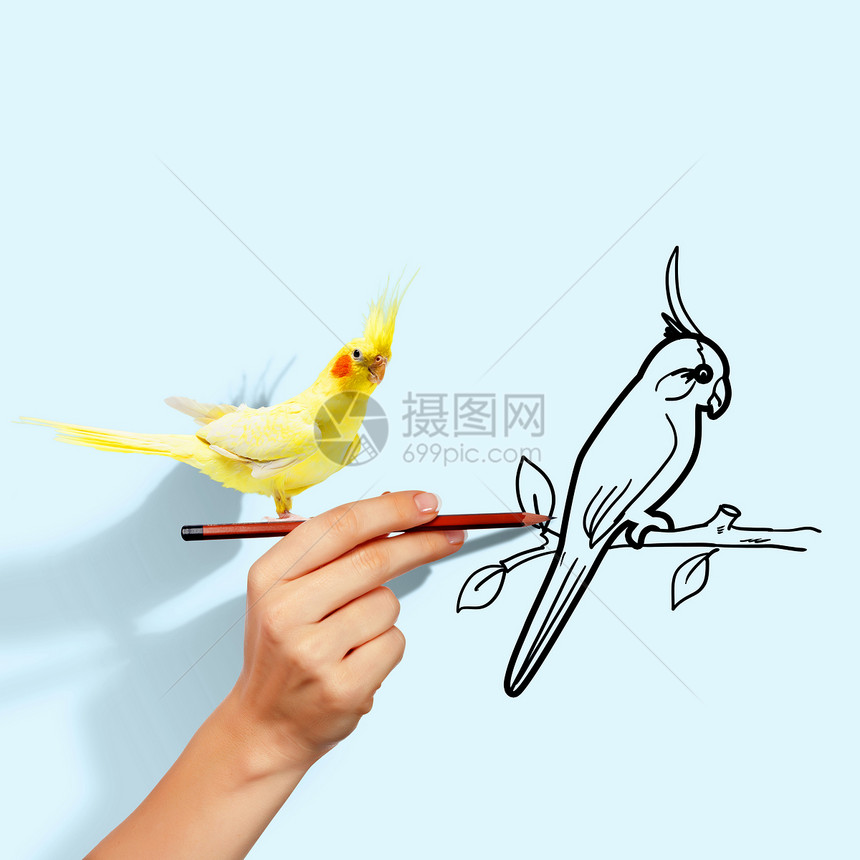 鹦鹉坐手上鹦鹉坐人类手上的形象图片