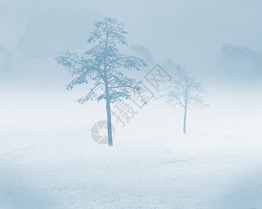 白色背景上白色雪树的图像图片