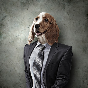 杰克适合穿着西装的狗的滑稽肖像抽象背景上穿西装的狗的滑稽肖像拼贴背景