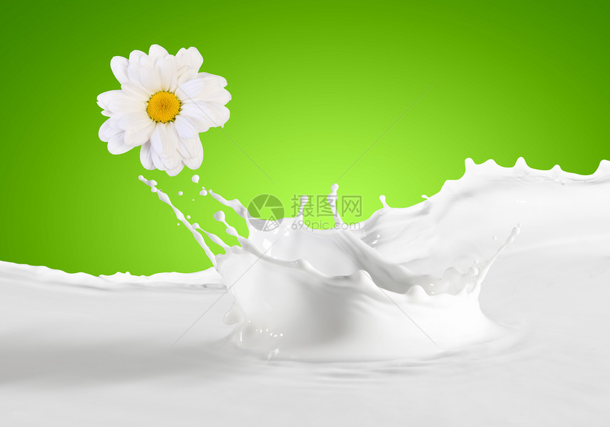 新鲜牛奶加甘菊背景上倒入白色新鲜的牛奶洋甘菊图片