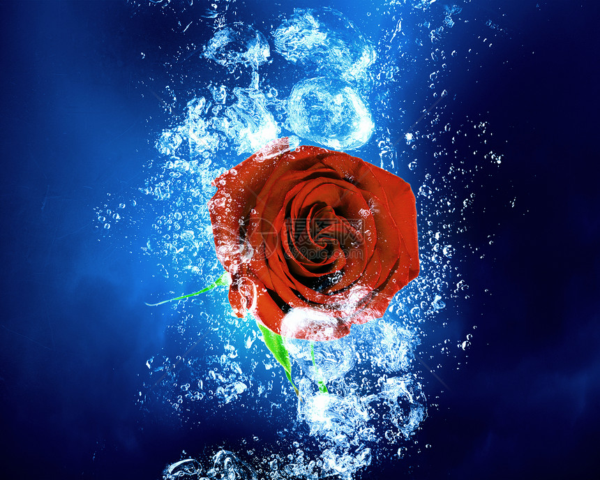 水里升红色玫瑰清澈的蓝色水中飞溅图片