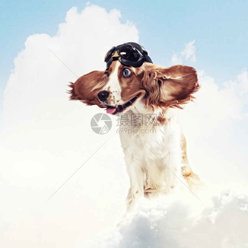 戴头盔飞行员的狗子拼贴只戴头盔的狗飞行员天空的梦想趣的拼贴画图片