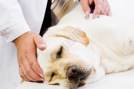 兽医诊所的狗拉布拉多躺桌子上,兽医检查了下图片