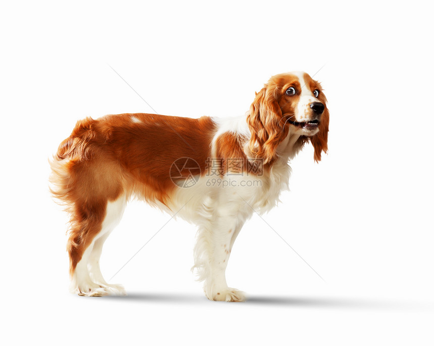趣的狗肖像光线背景上趣的狗肖像拼贴图片
