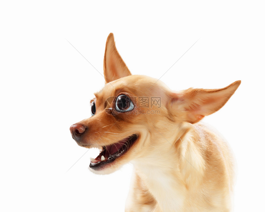 趣的狗肖像光线背景上趣的狗肖像拼贴图片
