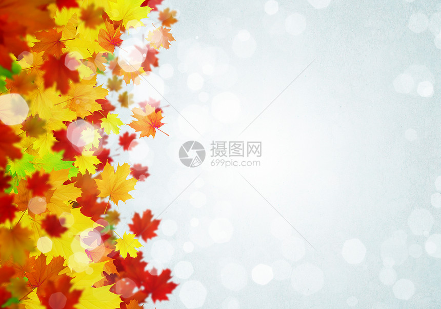 秋天的背景白色背景上五颜六色的叶子的图像文字的位置图片
