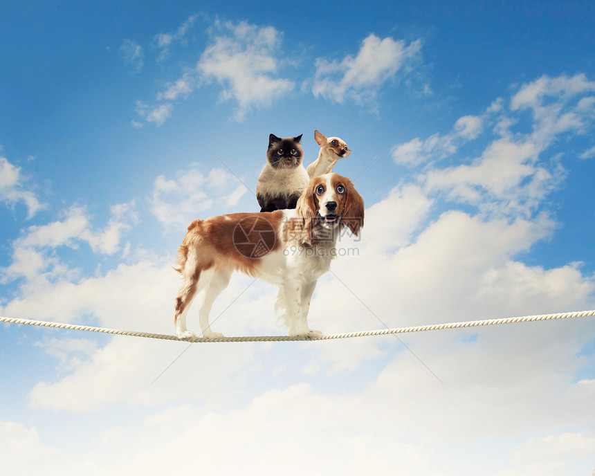 狗绳子上平衡猎犬绳子上平衡的图像图片