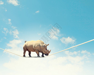 犀牛绳子上行走犀牛高空绳索上行走的图像图片
