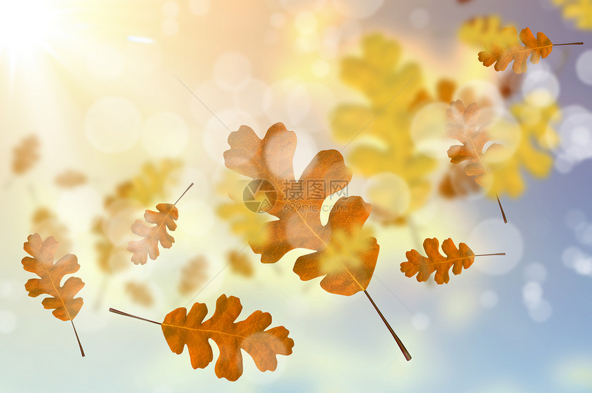 秋天的叶子背景图像与秋季落叶图片