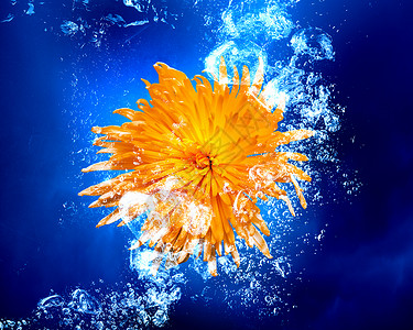 漂浮黄花瓣水中的黄花花沉清澈的蓝色水中背景