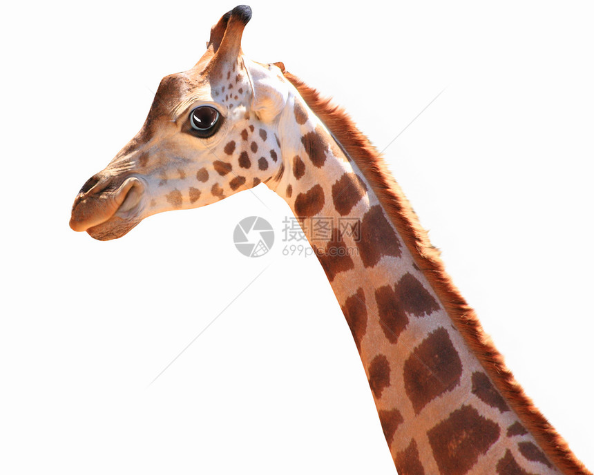 口吻趣的斑点长颈鹿口趣的斑点长颈鹿轻的背景拼贴图片